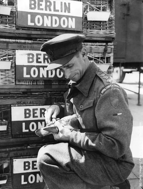 1945: Captain K Hunter-Dunn of the RCS (Royal Corps of Signals) handles a pigeon which holds the Victoria Cross for its services during World War II. Together with other birds which flew messages for the 21st Army, it will soon be released on a farewell flight from Berlin to London