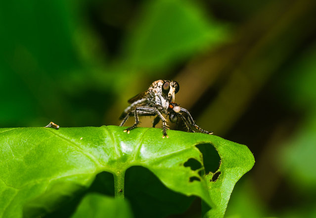 A common robber fly perches on a leaf in Tehatta, West Bengal, India on July 31, 2024. (Photo by Soumyabrata Roy/NurPhoto/Rex Features/Shutterstock)