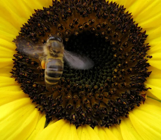 A bee lands on a sunflower to gather pollen in Encinitas, California June 23, 2009. (Photo by Mike Blake/Reuters)