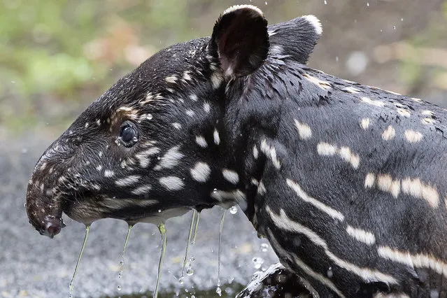 The young male Malayan tapir  takes a bath in the zoo in Leipzig, central Germany, Wednesday, June 15, 2016. The tapir was born on June 2, 2016. (Photo by Jens Meyer/AP Photo)