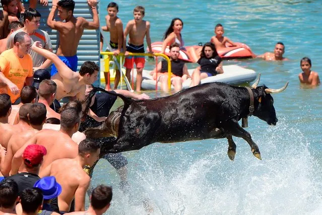 A fighting cow jumps into the water during the traditional running of bulls “Bous a la mar” (Bulls in the sea ) on Denia's harbour near Alicante on July 9, 2017. (Photo by Jose Jordan/AFP Photo)