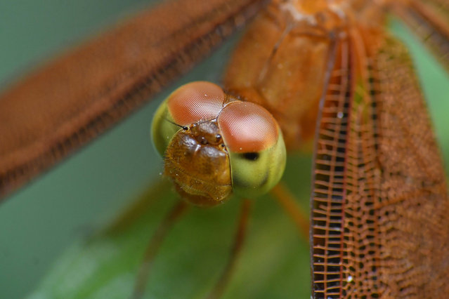 A dragonfly sits on a branch in a garden in Nagaon District, Assam, India, on September 20, 2024. (Photo by Anuwar Hazarika/NurPhoto/Rex Features/Shutterstock)