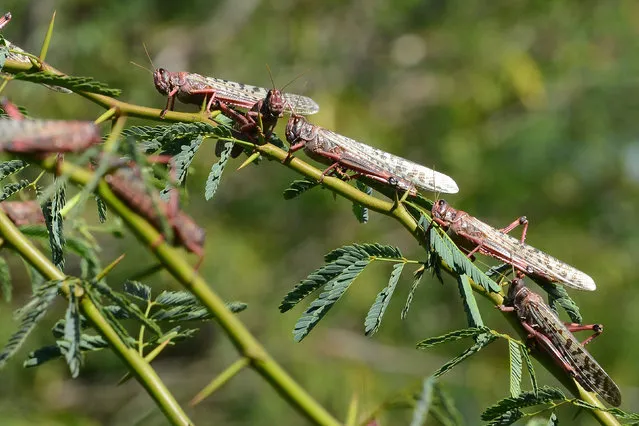 Locusts sit in trees near Miyal village in Banaskantha district some 250km from Ahmedabad on December 27, 2019. A massive locust invasion has destroyed thousands of hectares of crops in northwest India, authorities said, with some experts on December 27 terming it the worst such attack in 25 years. (Photo by Sam Panthaky/AFP Photo)