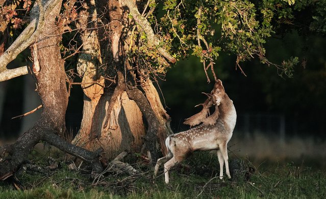 A male fallow deer in Dublin's Phoenix park, Ireland during rutting season on Thursday, October 10, 2024. (Photo by Brian Lawless/PA Images via Getty Images)