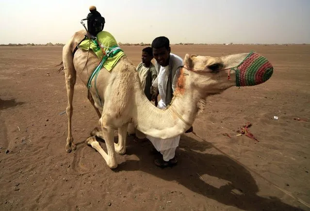 Men attach a robot jockey to a camel during preparations ahead of a camel race in Kassala state, east Sudan June 13, 2012