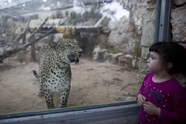 A young girl look at a Persian leopard in its enclosure at the Biblical Zoo in Jerusalem, Israel, 21 June 2016. Jerusalem Biblical Zoo is renowned for housing wildlife featured in the Bible. (Photo by Abir Sultan/EPA)