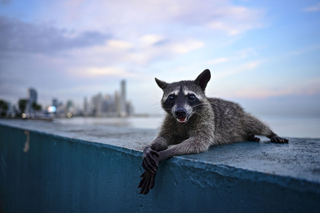 A raccoon is sitting at the Cinta Costera in Panama City on October 24, 2024. Guides from the Smithsonian Tropical Research Institute (STRI) stated that the presence of these animals in the capital city is largely due to the destruction of their habitats. This situation is causing them to increasingly migrate to populated areas in search of food. (Photo by Martin Bernetti/AFP Photo)