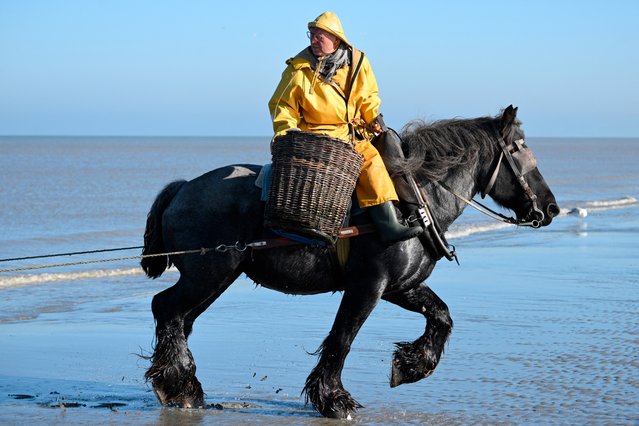 A fisherman rides on horseback as he drags a net as he fishes for grey shrimps, in Oostduinkerke on October 24, 2024. Although the coastal tradition of fishing by horseback has gradually disappeared throughout Europe, it has survived in Oostduinkerke, where it is listed as UNESCO's intangible cultural heritage. (Photo by Nicolas Tucat/AFP Photo)