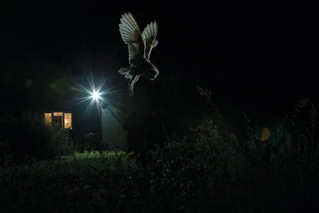 Barn owl hunting by house by Jamie Hall, Suffolk, England. Gold award winner in the birds in the garden category. A barn owl (Tyto alba) hunts for vole and rats against the photographer’s patio light. (Photo by Jamie Hall/2017 Bird Photographer of the Year Awards)