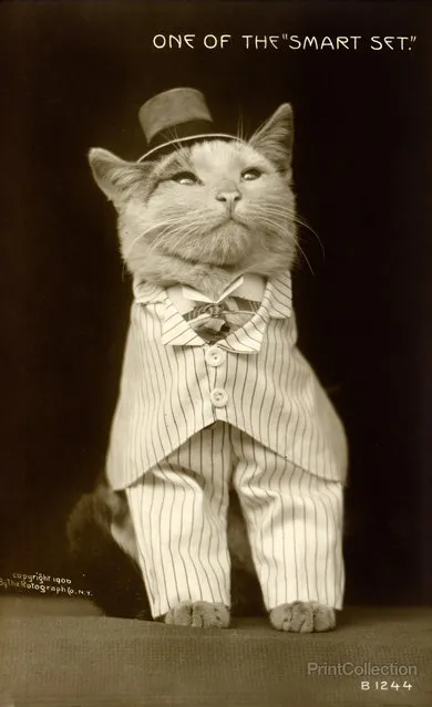 Cat Dressed to the Nines. One of the 'smart set'. Published in 1906 as a gelatin silver print. Postcard showing cat wearing suit and hat.