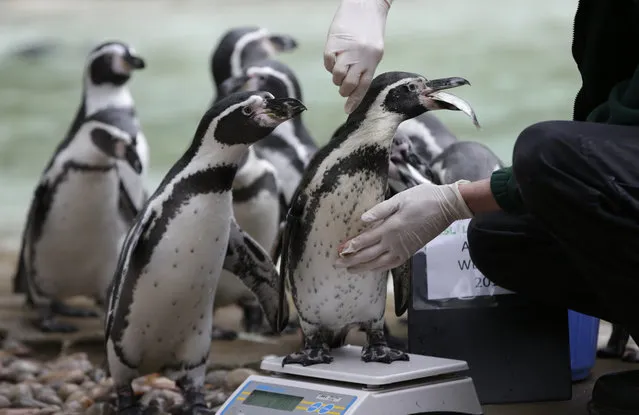 Humboldt Penguins are led to the weighing scales with a feed of anchovies to encourage them at London Zoo, in London, Wednesday, August 26, 2015. The Zoo held it's annual weigh-in where the vital statistics of animals were taken in an aid for keepers to detect pregnancies and check the animals general wellbeing. (Photo by Alastair Grant/AP Photo)