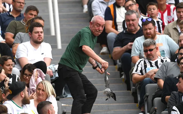 A Newcastle fan removes a dead pigeon which had fallen from the rafters into the Milburn stand during the pre season friendly match between Newcastle United and Athletic Bilbao at St James' Park on July 30, 2022 in Newcastle upon Tyne, England. (Photo by Stu Forster/Getty Images)