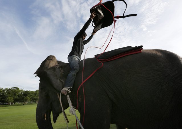 An elephant is saddled-up for an elephant polo match by his Thai mahout (elephant trainer) seated on his neck, before the start of first day's play at the King's Cup Elephant Polo Tournament 2014 held near Bangkok, in Samut Prakan province, Thailand, 28 August 2014. (Photo by Barbara Walton/EPA)