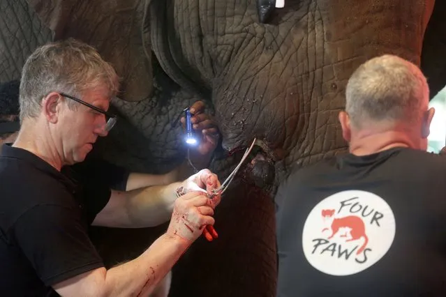 Veterinarians from the global animal welfare organization Four Paws conduct dental surgery on an elephant at a zoo, in Karachi, Pakistan, Wednesday, August 17, 2022. The veterinarians began a series of surgeries on a pair of elephants. During a previous visit last year, vets from Four Paws examined four elephants in Karachi and determined that one of the animals needs a “complicated” surgery to remove a damaged and infected tusk. A second elephant has dental problems and a medical issue with a foot, the vets said at the time. (Photo by Fareed Khan/AP Photo)