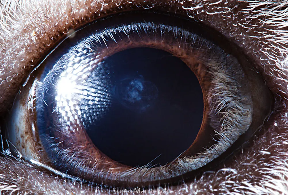 У кого квадратные зрачки. Сурен Манвелян глаза животных. Глаз крупным планом. Глаза животных макро. Человеческий глаз.