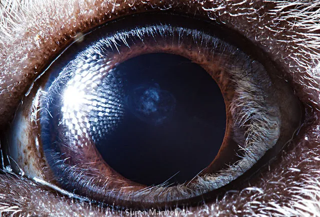 Animal Eyes by Suren Manvelyan