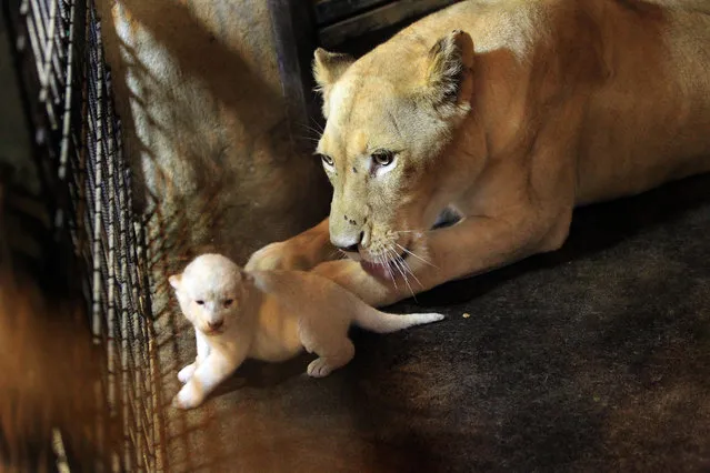White tigress Cleopatra pets one of three newly born tiger cubs in Tbilisi Zoo, Georgia, Wednesday, August 3, 2016. Triplet cubs of a rare breed of white lion have been born in Tbilisi zoo. It is the first addition to the lion family since the devastated flooding in 2015 that killed almost half of its inhabitants. (Photo by Shakh Aivazov/AP Photo)