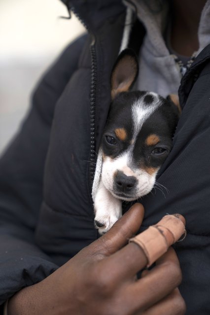 After getting all her vaccinations, Sassy squeezes back into her owner's jacket at a free dog vaccine clinic to combat a canine Parvovirus outbreak on Monday, February 3, 2025, in the Tenderloin in San Francisco. (Photo by Emily Steinberger/AP Photo)