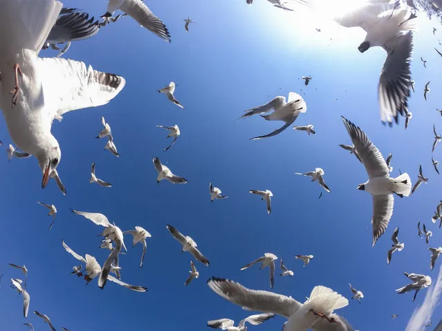 Seagulls take off from a fish market in the Turkish capital Ankara on March 07, 2020. Ankara is a city located in the center of Turkey with a nearest coastline 270 kilometers away. (Photo by Aytac Unal/Anadolu Agency via Getty Images)