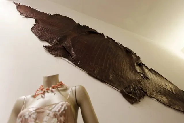 A piece of crocodile skin is hung in a boutique shop in Panama City September 8, 2015. (Photo by Carlos Jasso/Reuters)