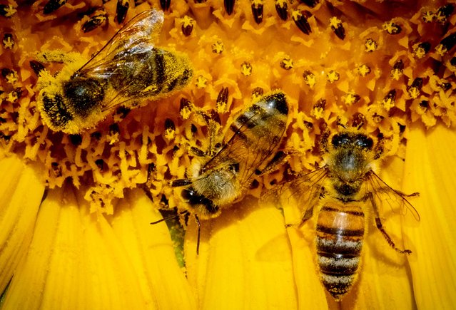 Bees collect pollen from a sunflower on a field on the outskirts of Frankfurt, Germany, Friday, August 2, 2024. (Photo by Michael Probst/AP Photo)