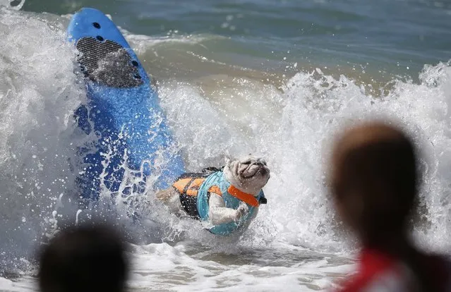 A dog wipes out at the 6th Annual Surf City surf dog contest in Huntington Beach, California September 28, 2014. (Photo by Lucy Nicholson/Reuters)