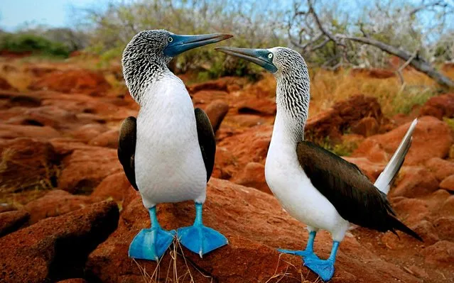 Blue-Footed Booby