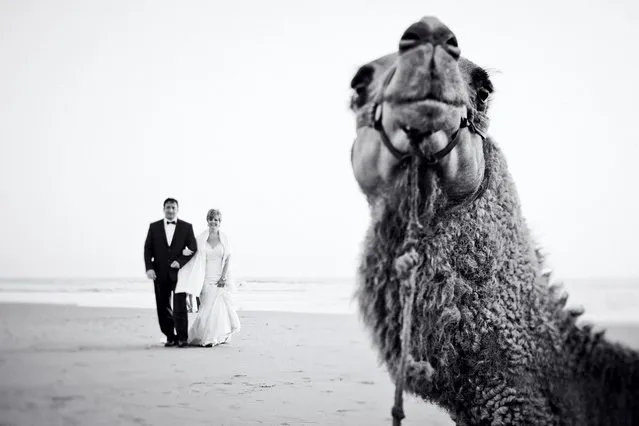 A camel photobombs a couple on their wedding day. (Photo by DavideOne Bordeaux Wedding Photographer/Caters News Agency)
