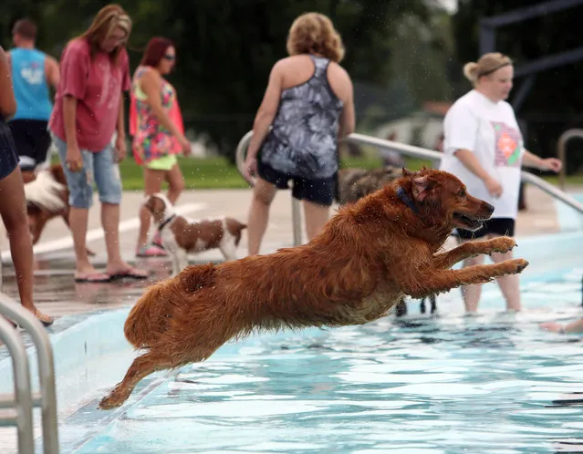 A Golden Retriever named Buddy, owned by Ron and Sara Brubaker, jumps into the pool to retrieving a toy during the Dog's Day at the Splash at Carey Park, Monday, August 17, 2015, at the Salt City Splash in Hutchinson, Kan. (Photo by Lindsey Bauman/The Hutchinson News via AP Photo)