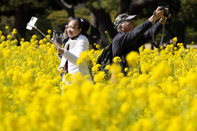 Visitors take pictures at the field of blooming rapeseed at Hamarikyu Garden Monday, March 10, 2025, in Tokyo. (Photo by Eugene Hoshiko/AP Photo)