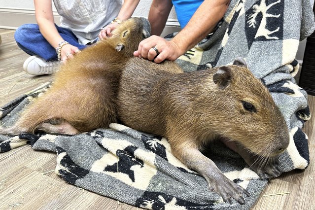 A capybara gets scratches from visitors at the Capybara Cafe in St. Augustine, Fla., March 14, 2025. (Phoot by Mike Schneider/AP Photo)