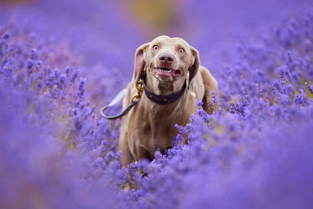 Some Photos: In Flowers