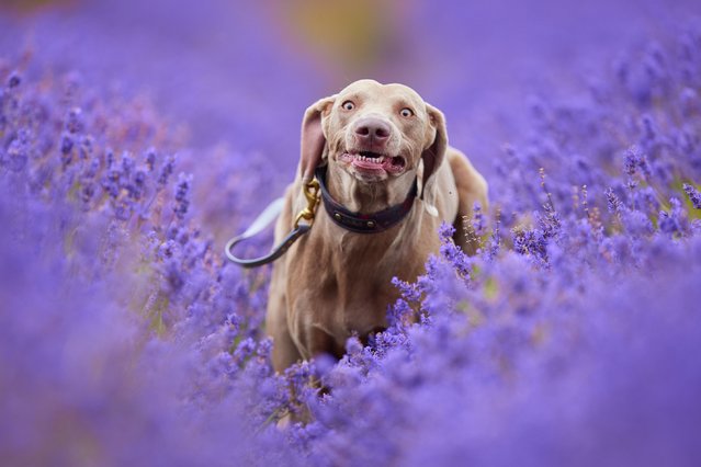 Jake, a three-year-old Weimaraner, bounds through the fields at Cotswold Lavender, a family farm that grows 140 miles of the plant on the edge of Snowshill, UK on July 22, 2024. (Photo by Talvinder Chohan/Media Drum Images)