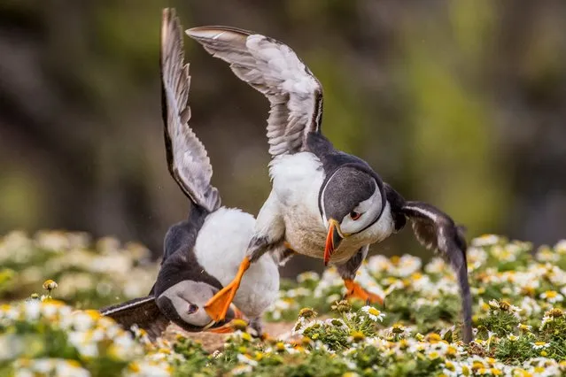 Young people’s award, 12-18 years: Rebecca Bunce (age 18), “Kung Fu Puffin”, Skomer Island, Pembrokeshire, Wales, England. (Photo by Rebecca Bunce/British Wildlife Photography Awards 2016)