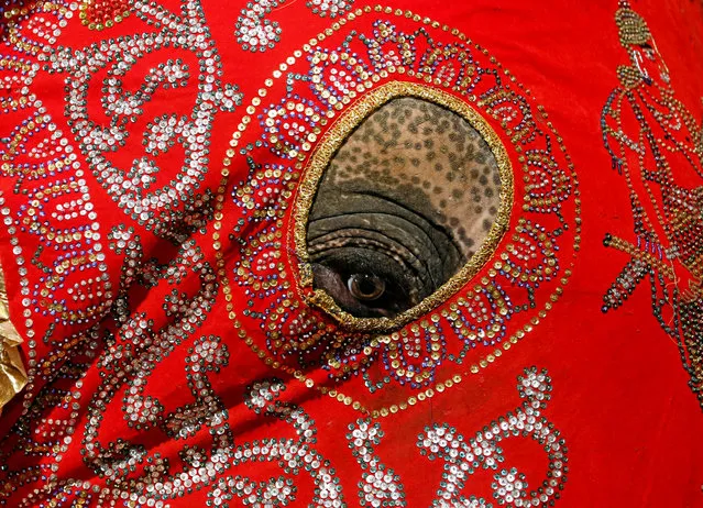 An elephant decorated with a cloth walk during the annual Nawam Perahera (street pageant) in Colombo, Sri Lanka, February 9, 2017. (Photo by Dinuka Liyanawatte/Reuters)