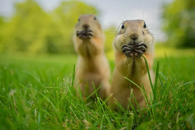 '...The same thing we do every night pinky - try to take over the world!!!'  Two chipmunks appear to be hatching a plot. (Photo by Aaron Karnovski/Comedy Wildlife Photography Awards/Mercury Press)