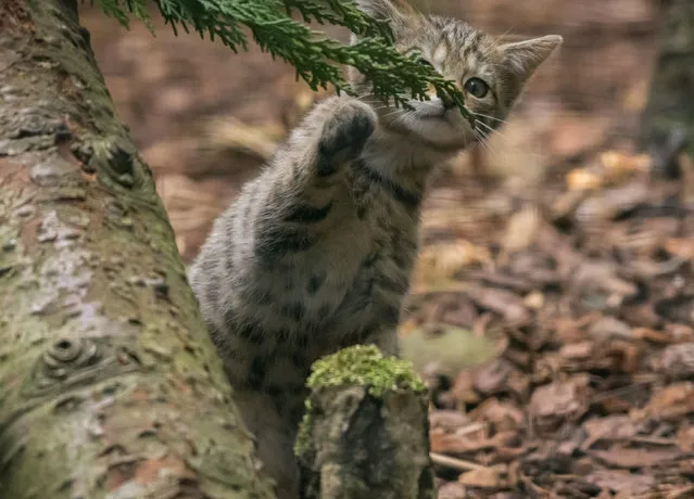 A Scottish wildcat kitten born at the Highland wildlife park in Kingussie, Scotland. It is one of four kittens of the critically endangered species which were born during lockdown in May 2020. They were unveiled to the public this week on September 2, 2020 when the wildcat viewing area at the attraction was reopened (Photo by Alyson Houston/RZSS/PA Wire)