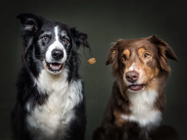 Australian Shepherds. (Photo by Vieler Photography/Caters News Agency)