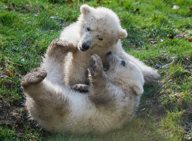 Polar bear twins Nobby and Nela play in their enclosure at the Hellabrunn zoo in Munich, Germany, April 7, 2014. The polar bears born on December 9, 2013 were baptized Nela and Nobby on 07 April. (Photo by Peter Kneffel/EPA)
