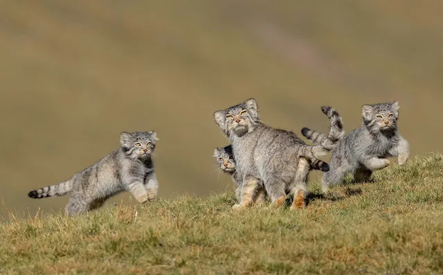 Winner – Behaviour, Mammals: When mother says run by Shanyuan Li, China. This rare picture of a family of Pallas’s cats, or manuls, on the remote steppes of the Qinghai–Tibet Plateau in northwest China is the result of six years’ work at high altitude. These small cats are normally solitary, hard to find and mostly active at dawn and dusk. (Photo by Shanyuan Li/Wildlife Photographer of the Year 2020)