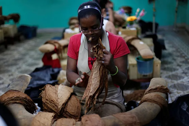 A woman works at the H. Upmann cigar factory during the XX Habanos Festival in Havana, Cuba on March 1, 2018. (Photo by Reuters/Stringer)