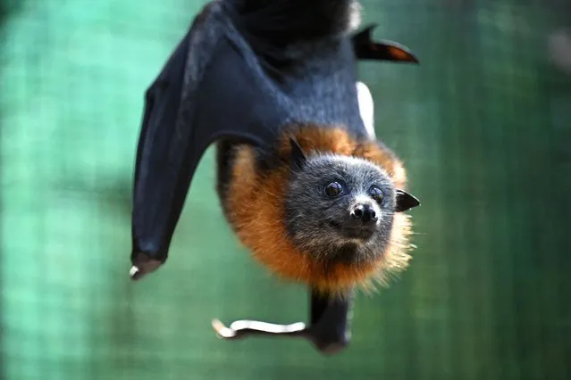 A hand-reared flying-fox is seen in the soft release enclosure at Yarra Bend Park in Melbourne, Australia, 18 February 2023. (Photo by James Ross/EPA)