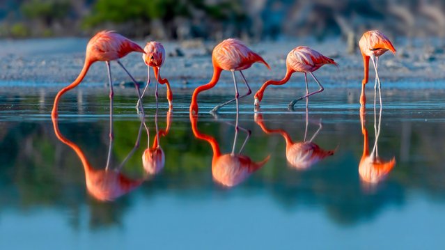 Flamingos cast a mirror image in the still waters of Rio Lagartos, Mexico in the last decade of July 2025. (Photo by Zeren Gu/Solent News & Photo Agency)