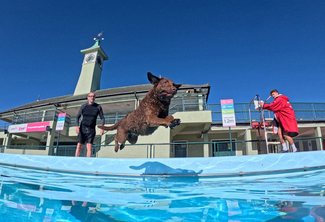 Aruba, a Chesapeake Bay retriever, makes a splash as dogs and their owners enjoy the annual dog swim at the Peterborough Lido in Cambridgeshire, UK on September 12, 2025. Built in 1936, the outdoor pool retains its fabulous Art Deco style, and the site was designated a grade II listed building in 1992. (Photo by Paul Marriott)