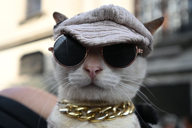 A cat using glasses and a hat is pictured in Lima on October 19, 2025. (Photo by Raul Arboleda/AFP Photo)