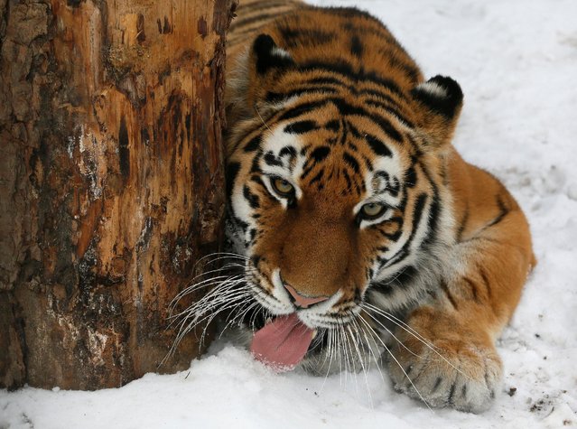 Yunona, a four-year-old female Amur tiger, licks snow inside an open-air cage at the Royev Ruchey zoo in Krasnoyarsk, Russia, October 21, 2016. (Photo by Ilya Naymushin/Reuters)