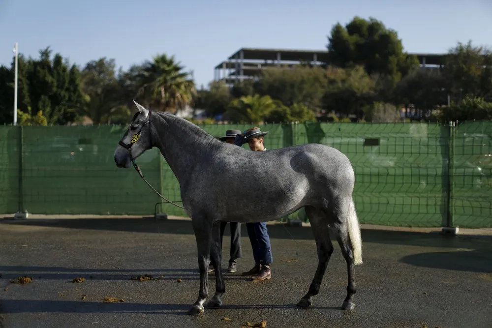 Sicab International Pre Horse Fair in Spain