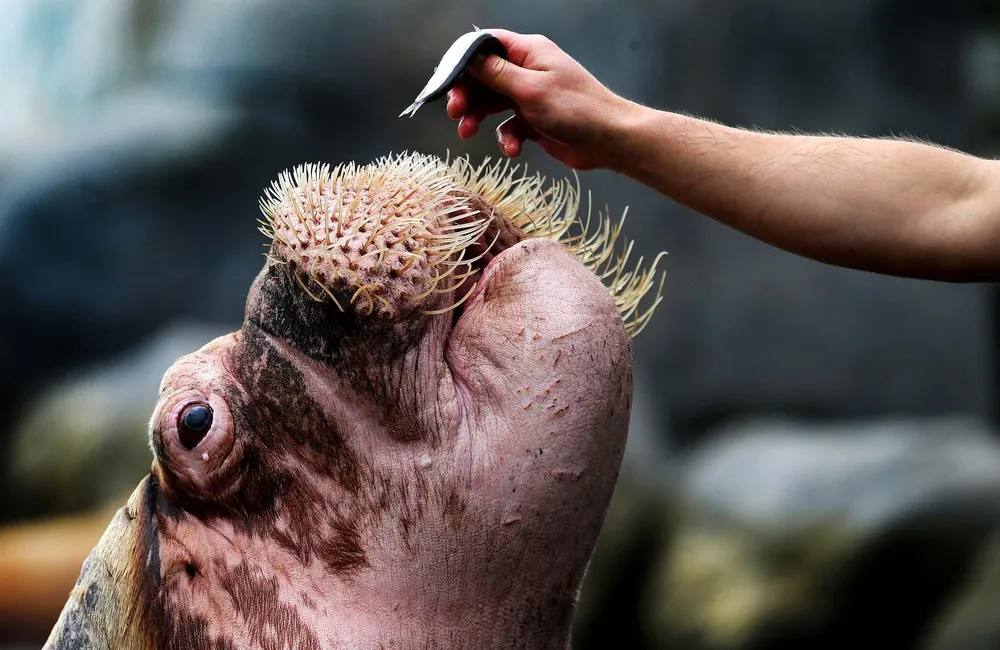 The Week in Pictures: Animals, May 10 – May 18, 2013