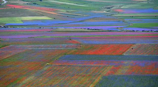 This picture taken on July 12, 2016 shows flowers in bloom including lentil fields and poppies near Castelluccio, a small village in central Italy's Umbria region. (Photo by Tiziana Fabi/AFP Photo)
