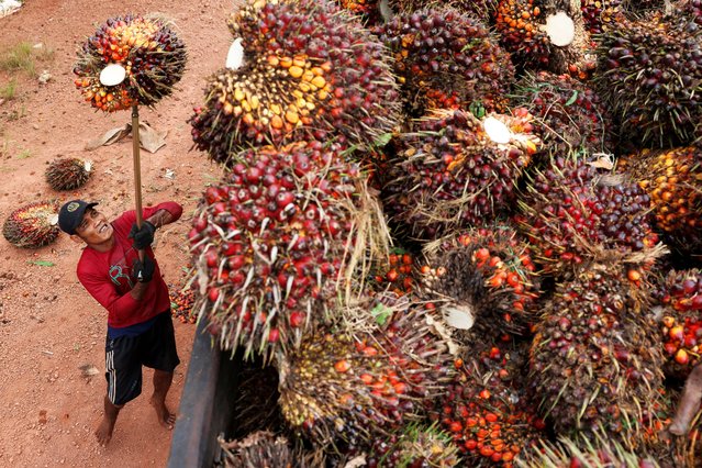 A worker loads fresh oil palm fruit bunches from Melati Hanjalipan cooperative palm oil plantation in Hanjalipan village, East Kotawaringin, Central Kalimantan province, Indonesia, October 22, 2025. (Photo by Ajeng Dinar Ulfiana/Reuters)
